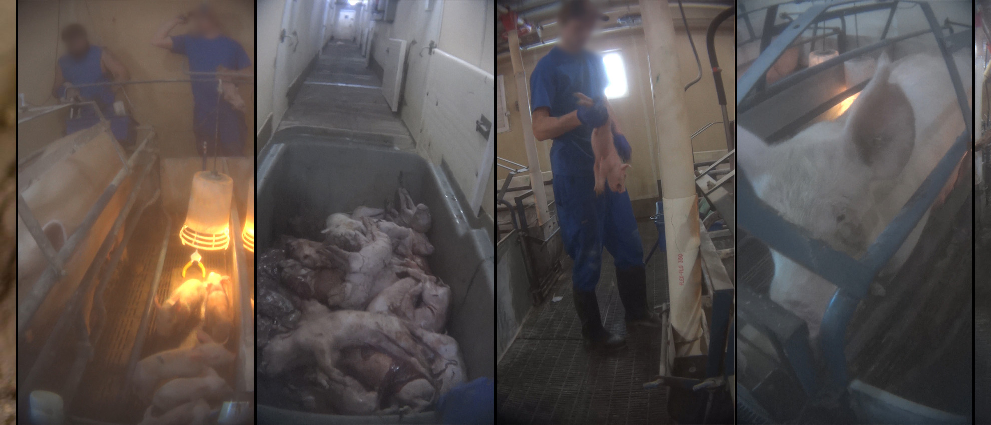 Hold factory farms accountable for abusing animals - Animal Legal ...