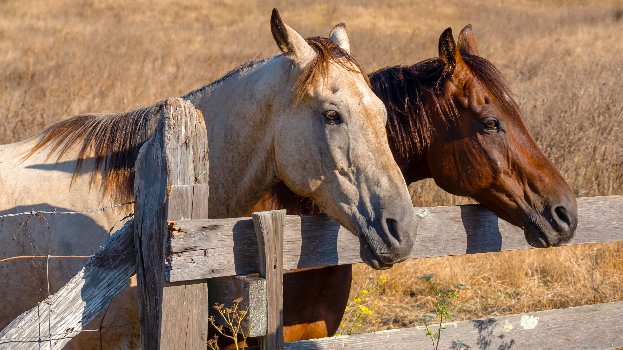 Horse Head Bumpers: Horse Head Protection