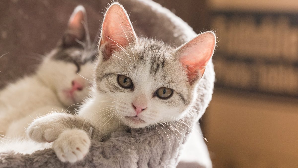 Cat Declawing Ban (Pennsylvania) Animal Legal Defense Fund