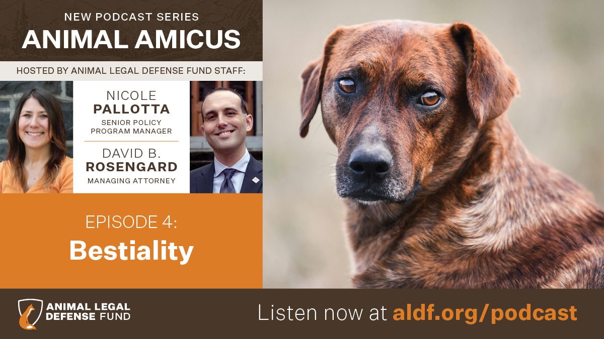 Episode 4: Bestiality - Animal Legal Defense Fund