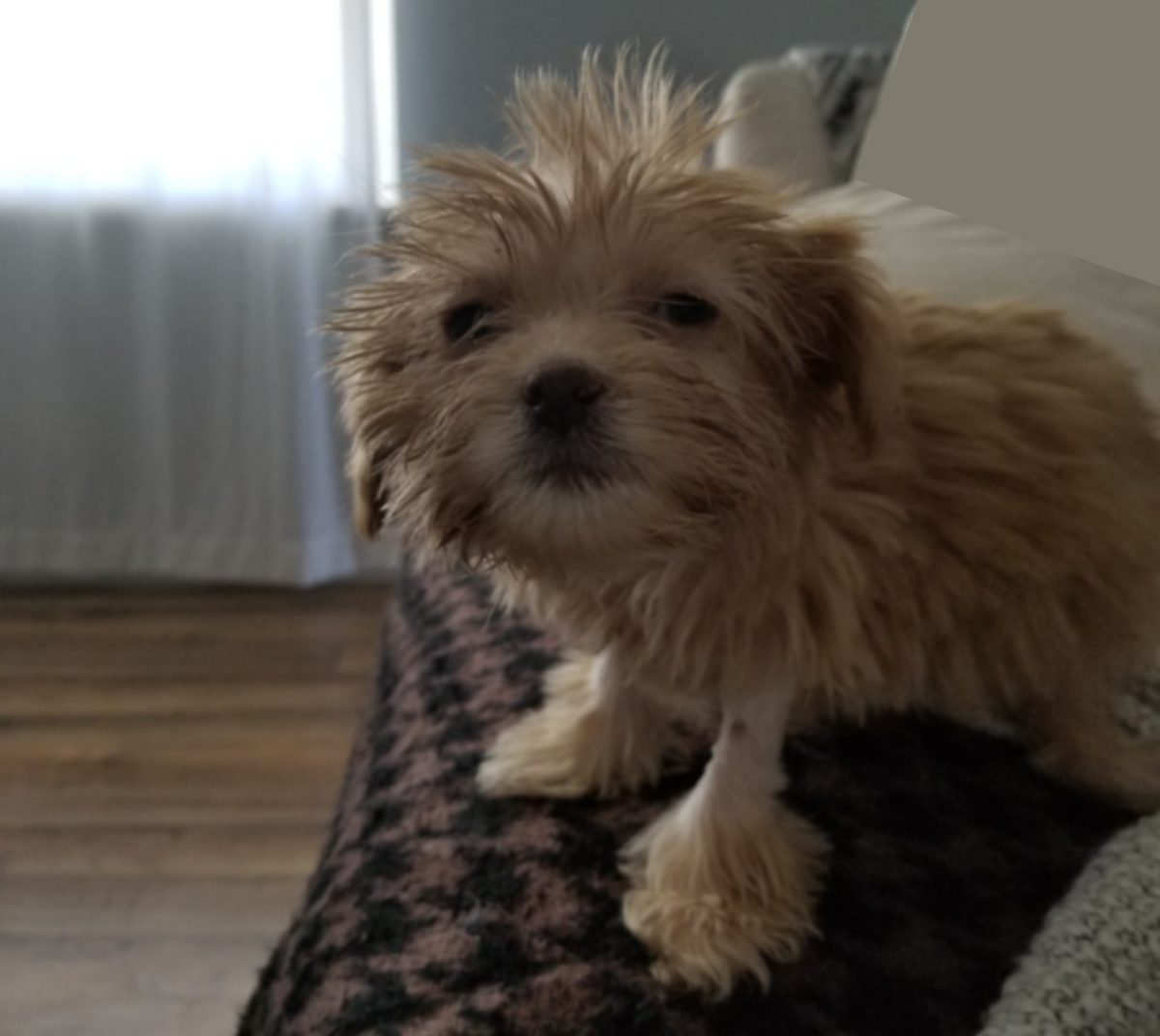 Court Rules Craigslist Puppy Sellers Illegally Neglected Animals