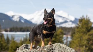 A happy looking dog standing on rocks