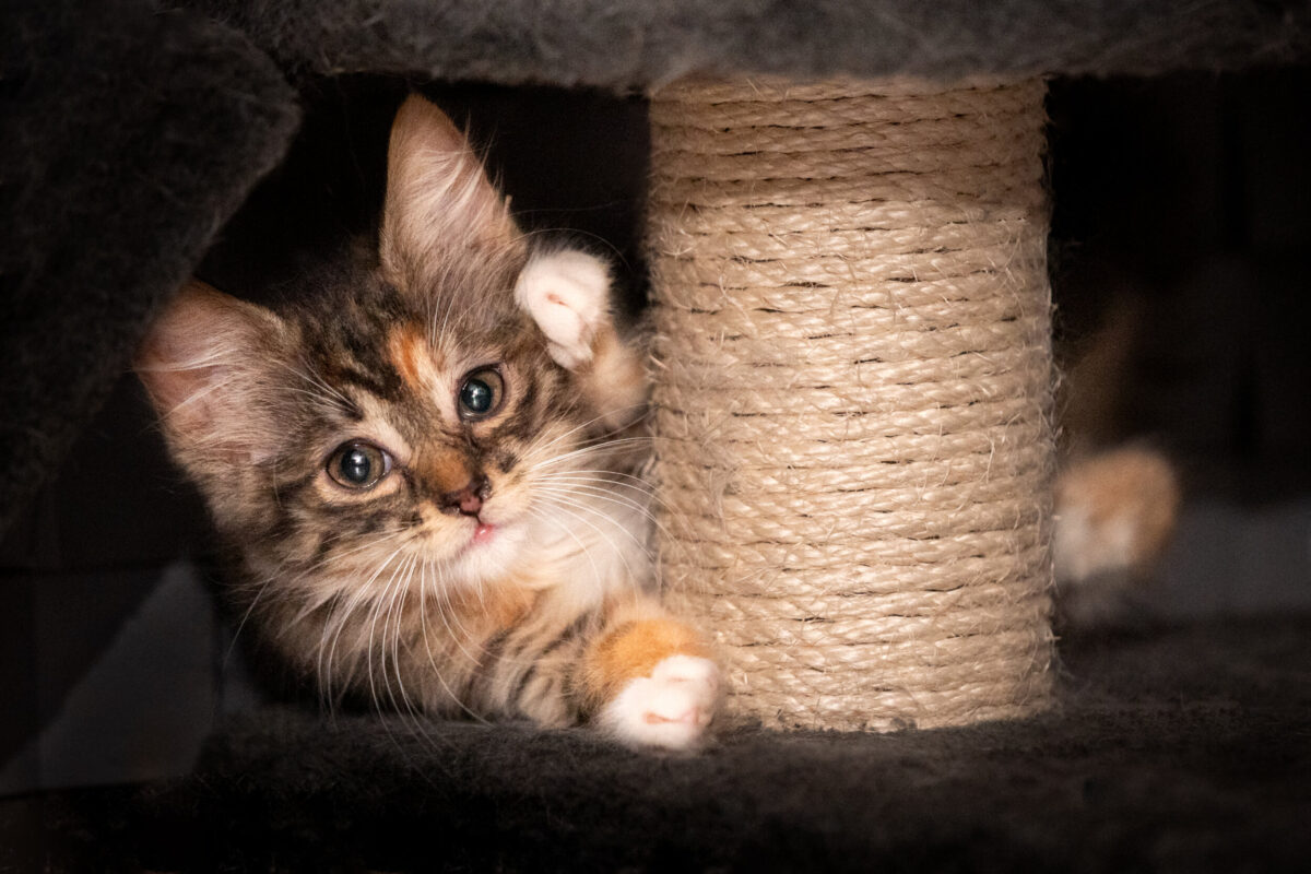 Nearly 70 Percent of Veterinary Professionals Oppose Cat Declawing as