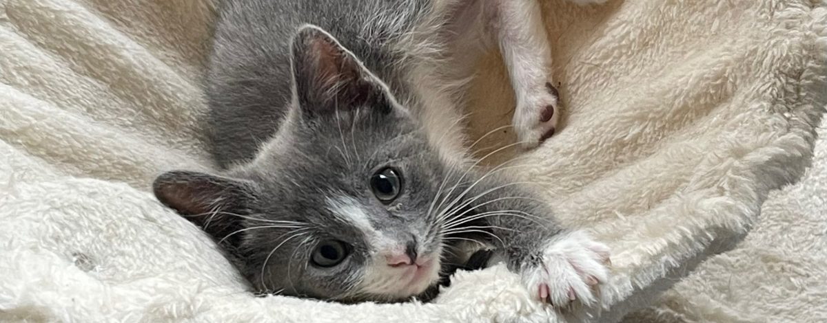 $5,000 Reward in Case of Kittens Found in Trash Bag in Virginia ...