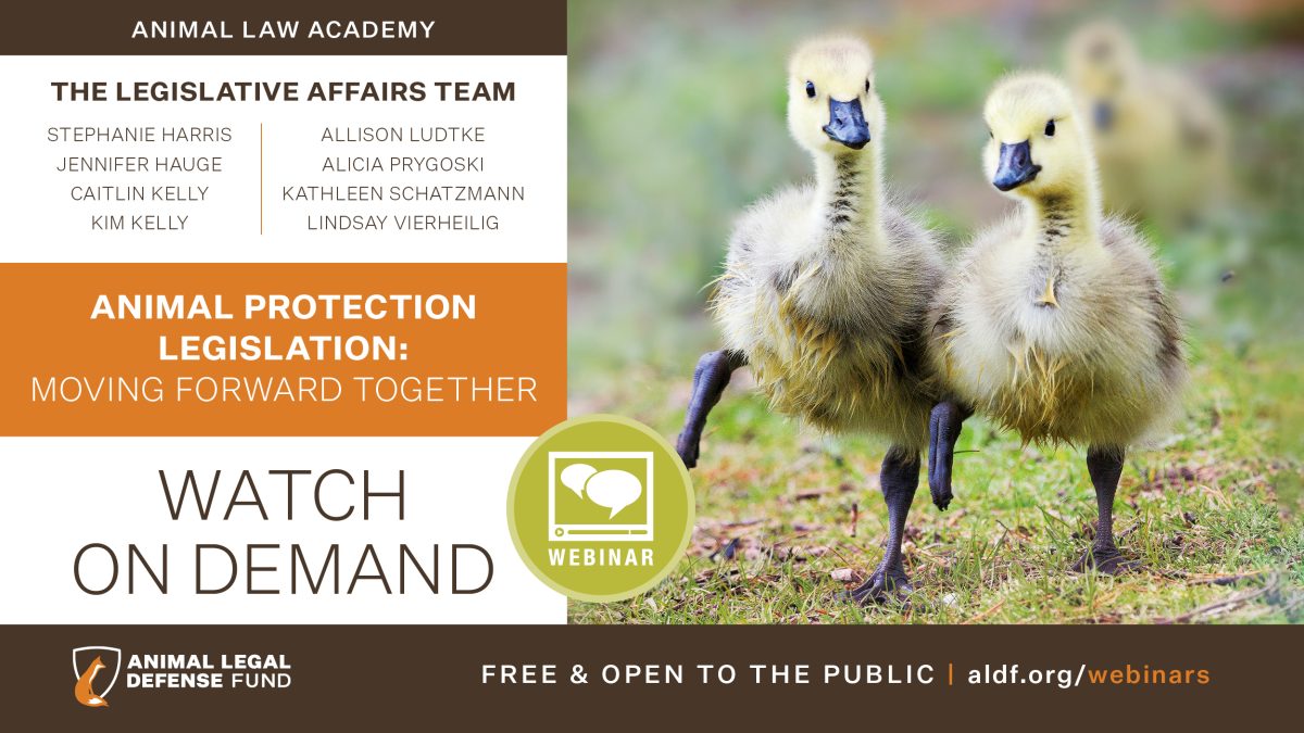 Animal Protection Legislation: Moving Forward Together - Animal Legal ...