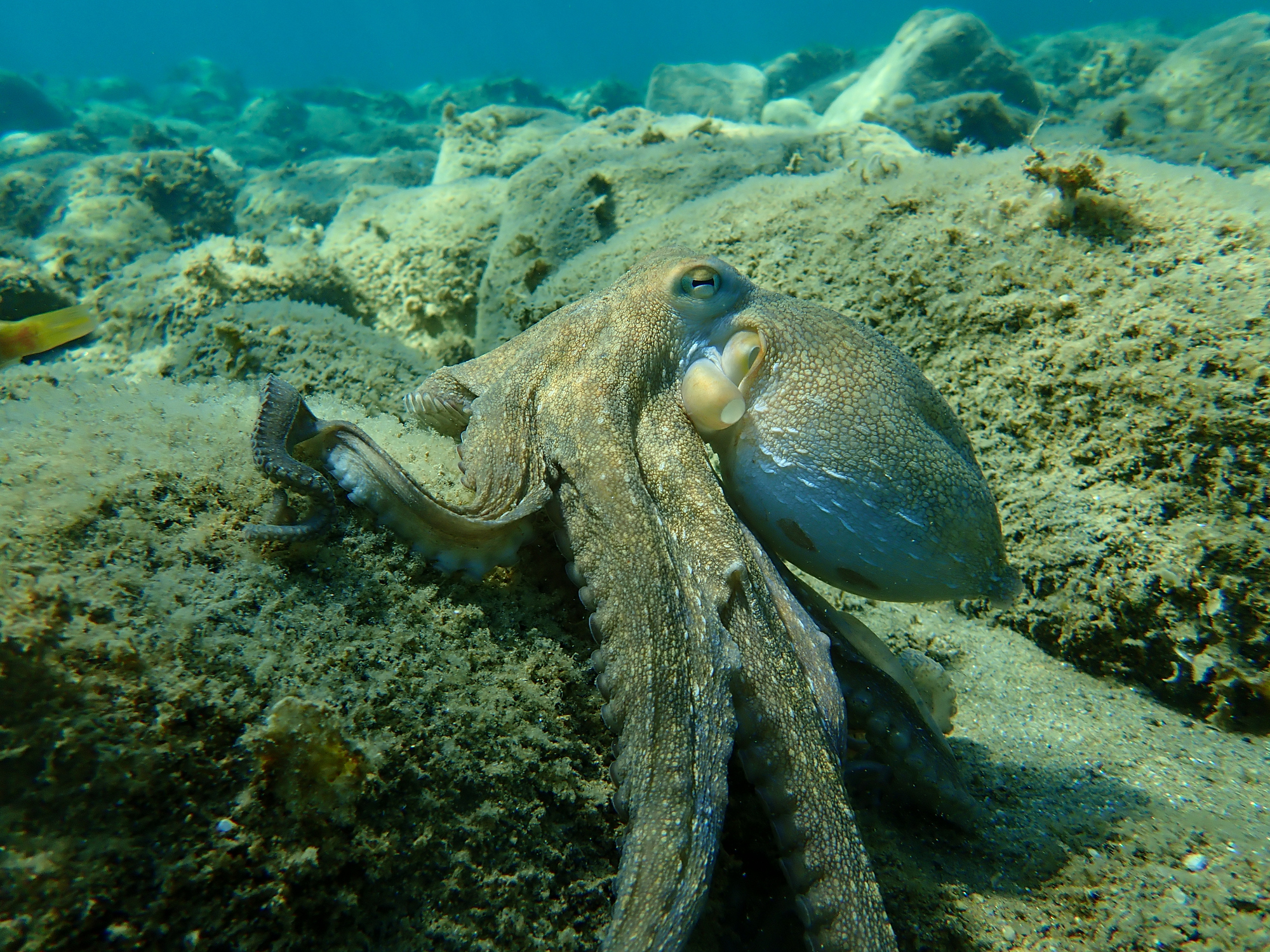 an octopus hunting along the ocean floor