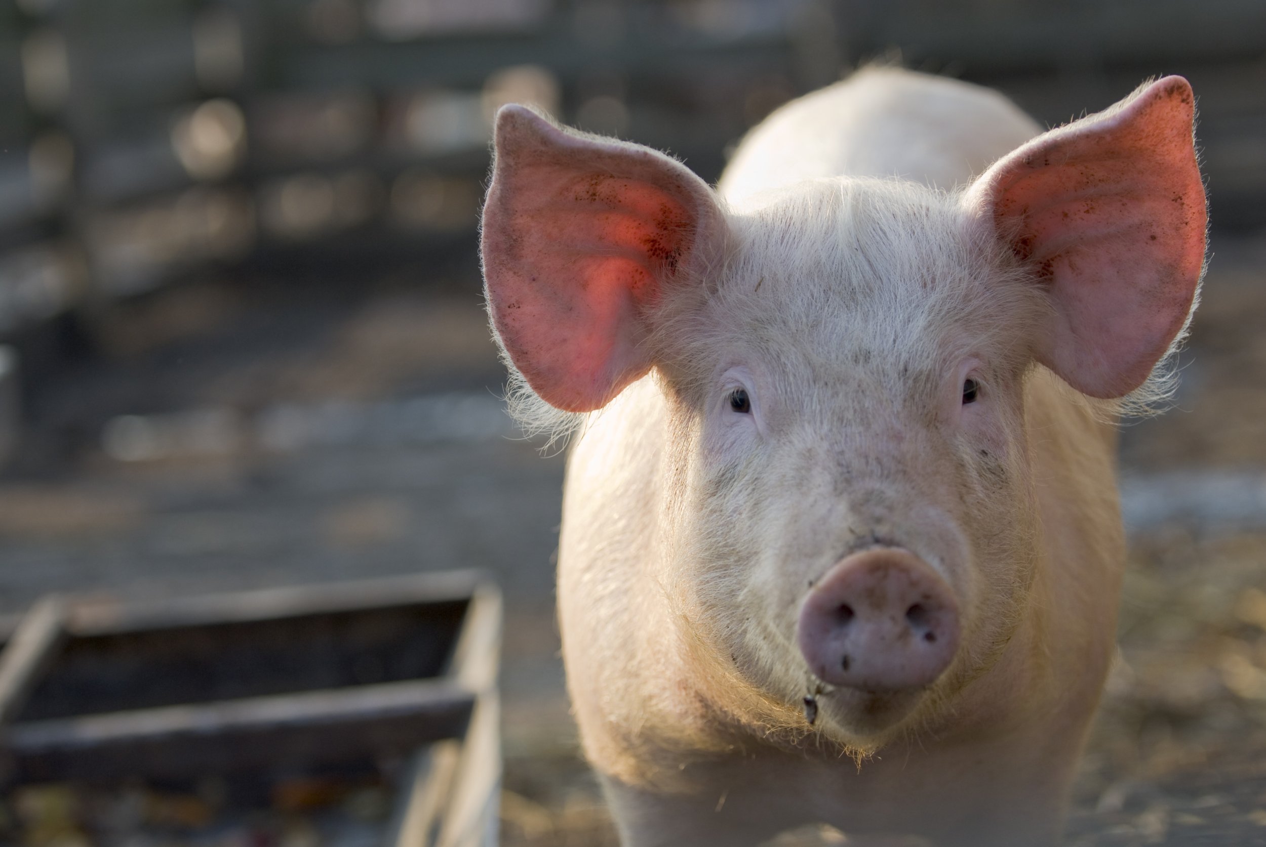 picture of a pig looking into the camera