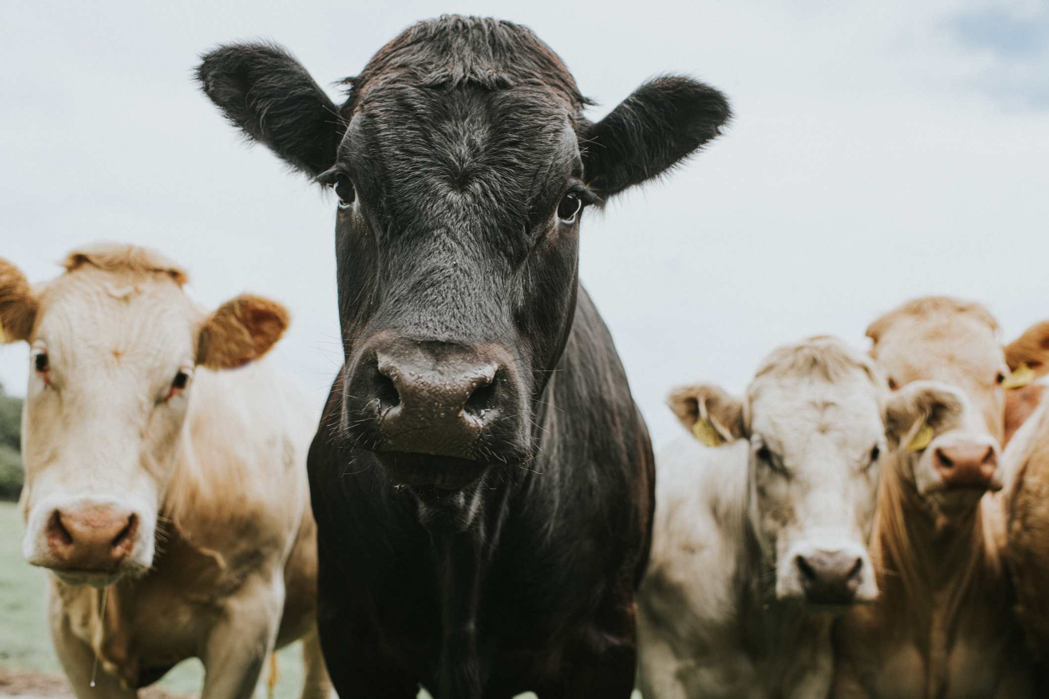 cows looking into the camera from a low viewpoint