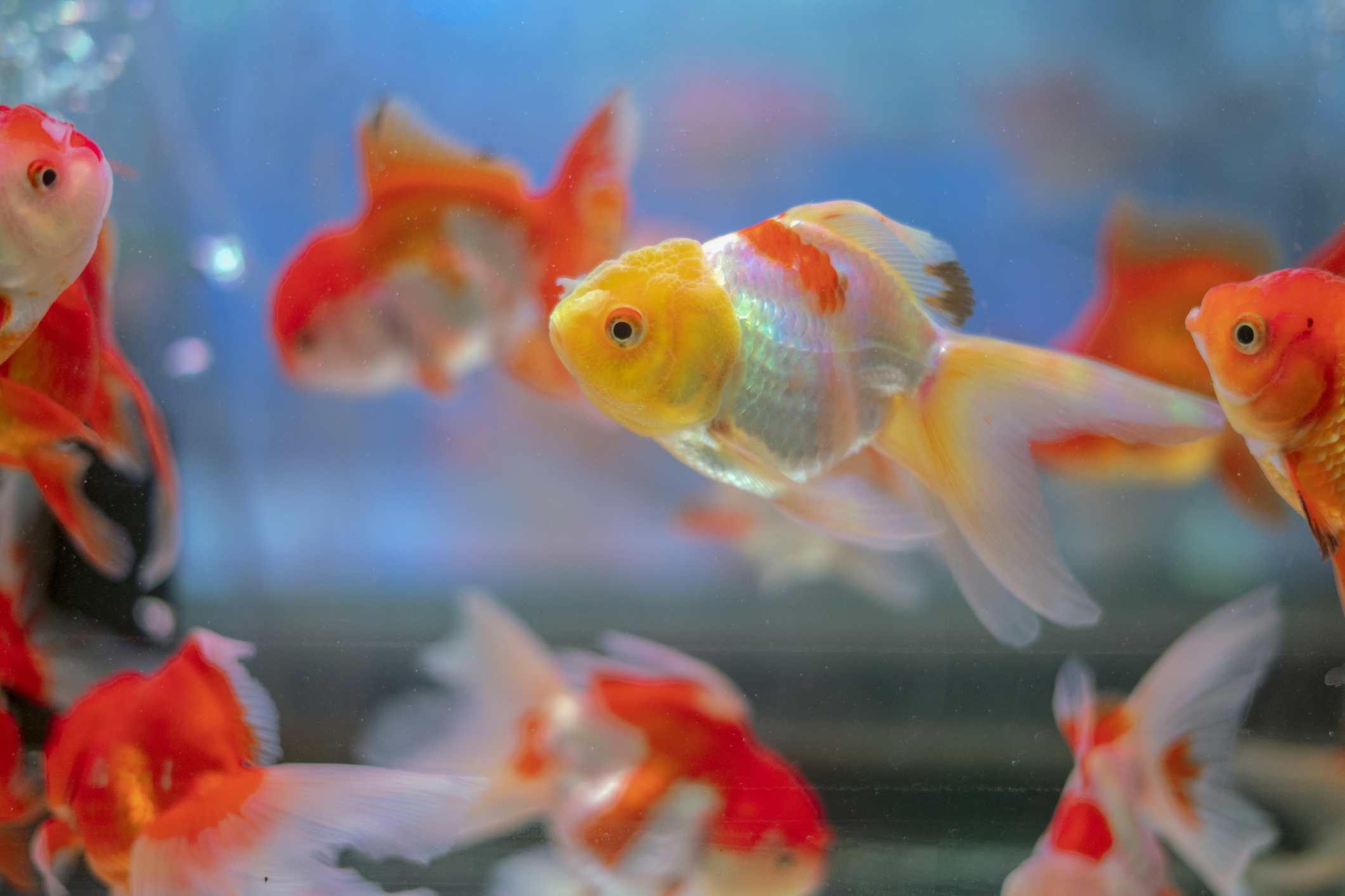 goldfish swimming in a tank