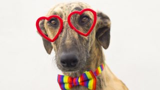 Dog with glasses of red heart and colored bow tie