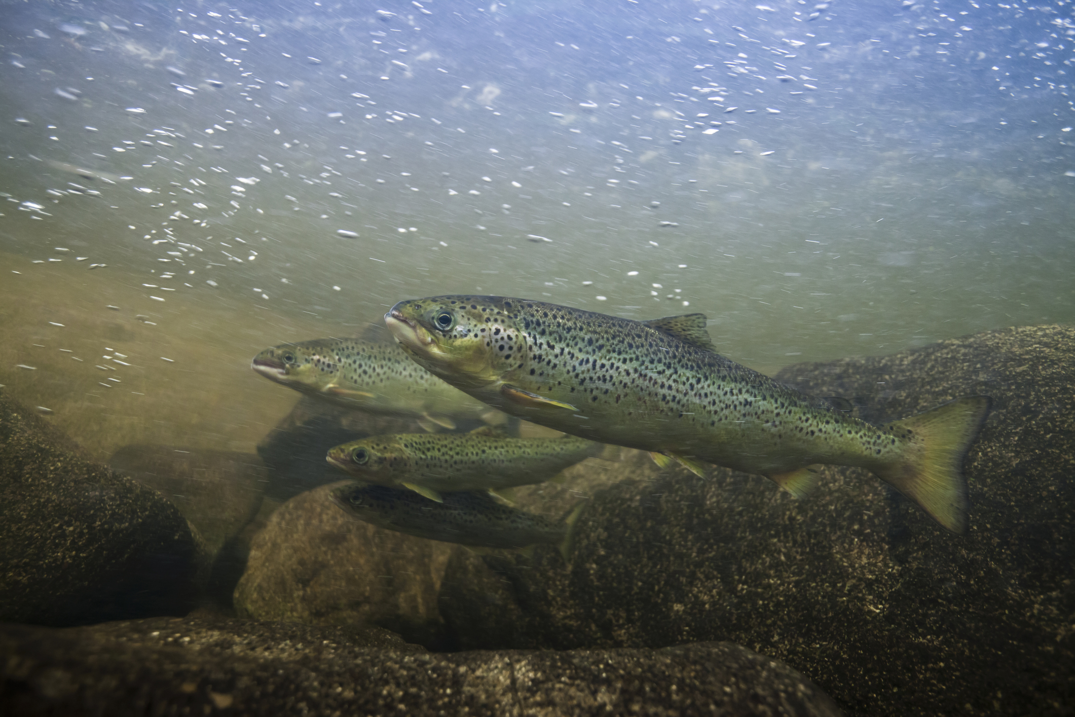 salmon under water