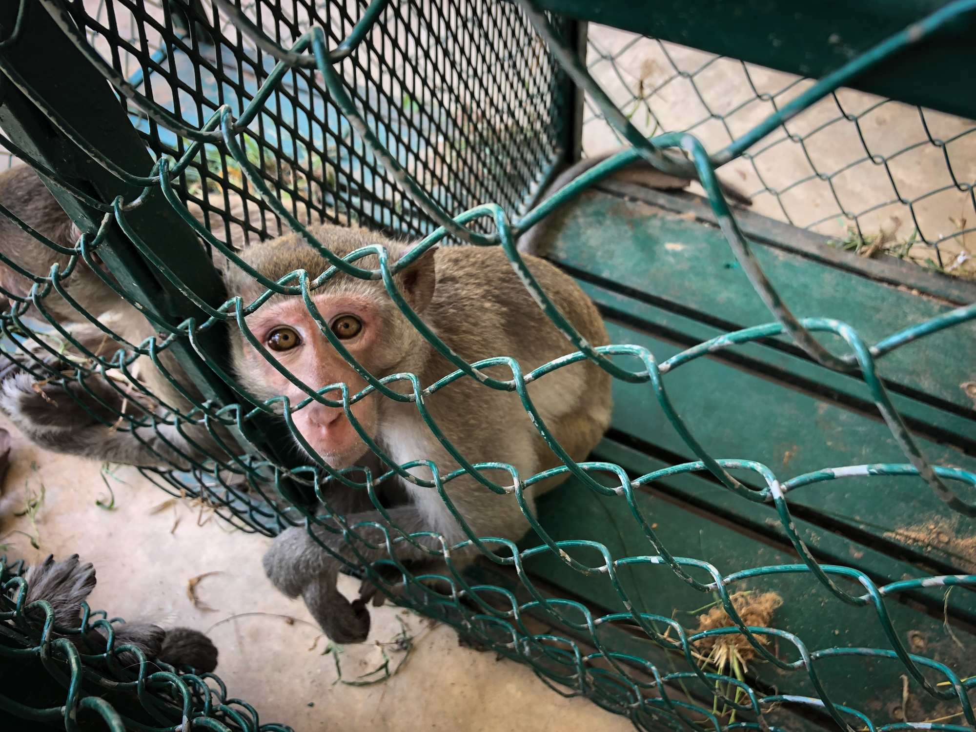macaque