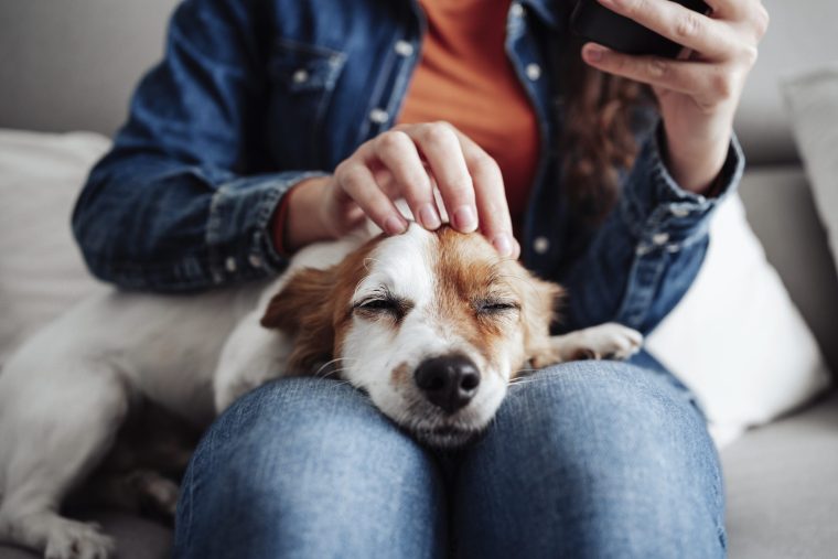 dog on a person's lap