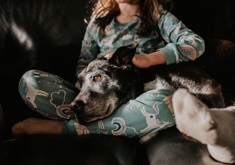 large dog laying on a child's lap