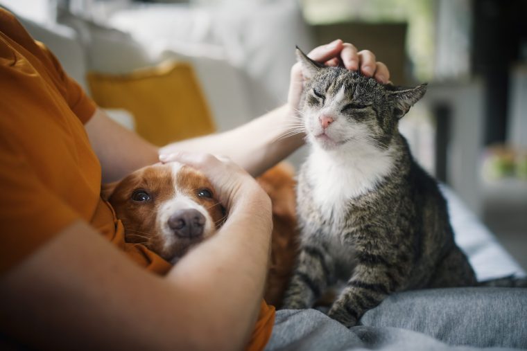 dog and cat getting pet