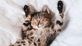 A sleepy cat extending their paws