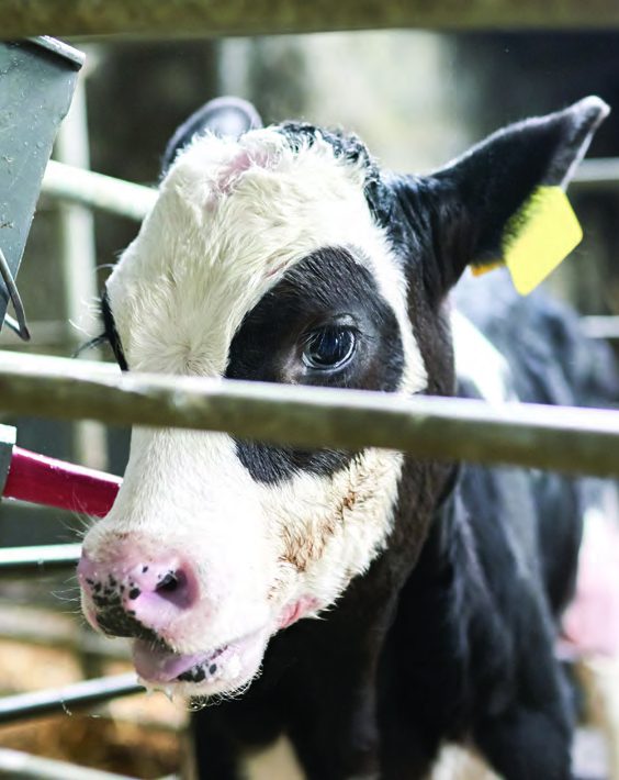 calf with an ear tag confined in an individual pen, the type of housing Proposition 12 sets minimum space standards for
