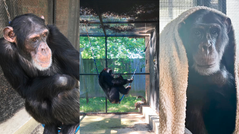 Three images of Bow, the last solitary "pet" chimpanzee in the United States