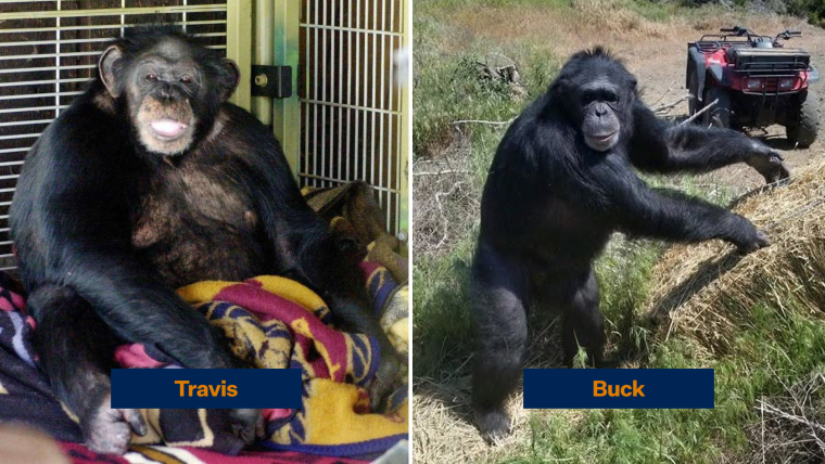 Buck and Travis were two victims of the pet chimpanzee trade. 