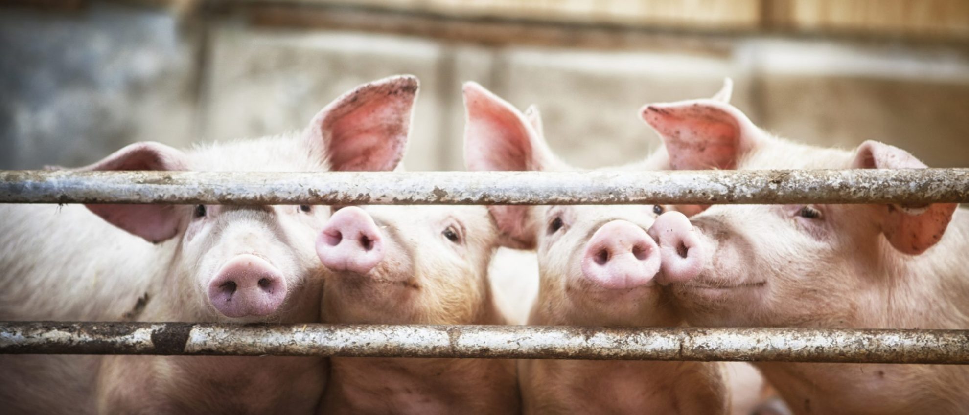 Speak Out for Farmed Animals Month Animal Legal Defense Fund