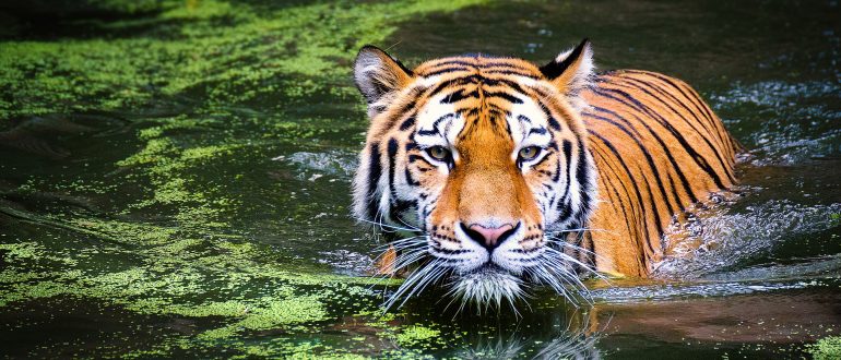 Infamous Tiger Truck Stop Demolishes Cage That Held Tony the Tiger ...