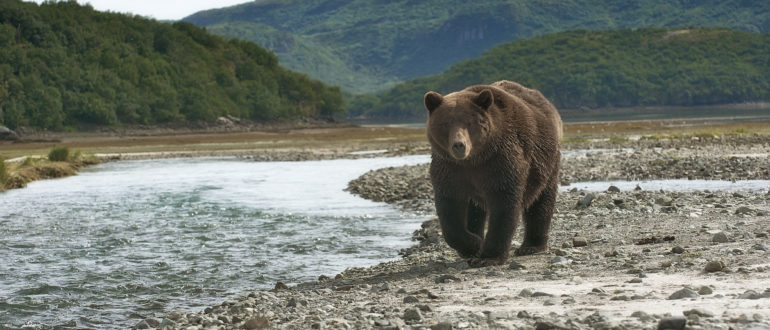 Reward of $5,000 Offered in Case of Bear Cubs Separated from Mother ...