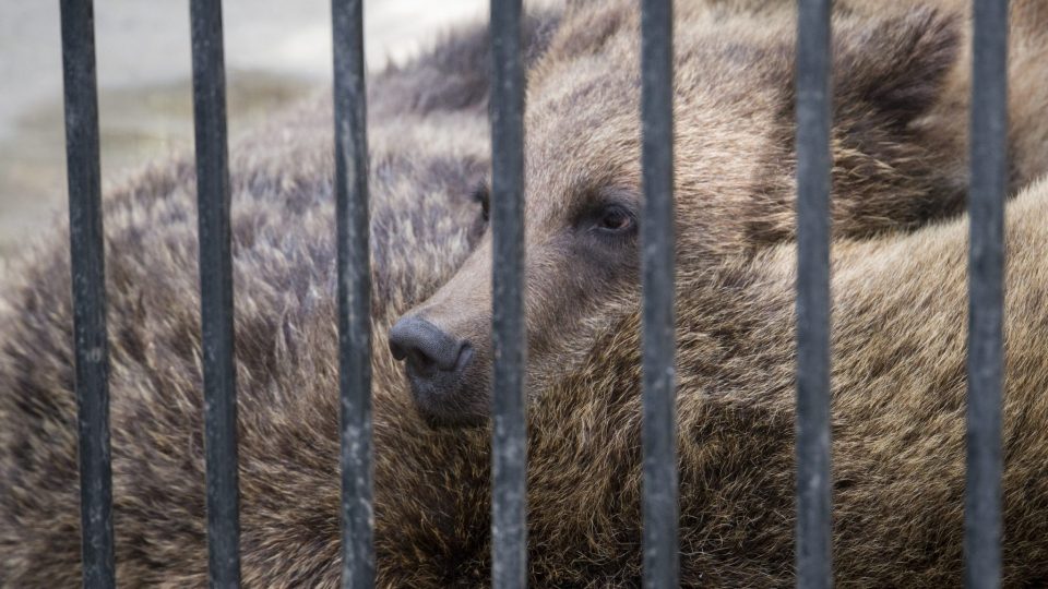 Laws that Protect Animals Animal Legal Defense Fund