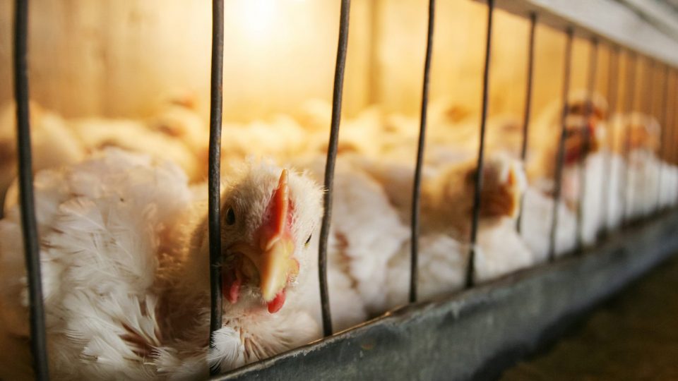 How to help a neighbor's neglected animal - Animal Legal Defense Fund