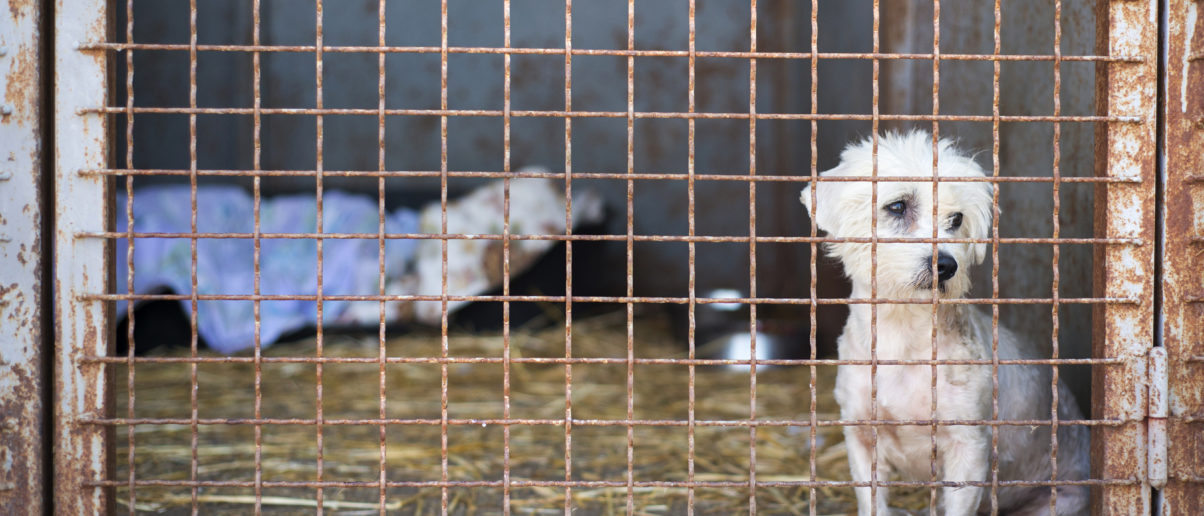 Landmark Puppy Mill Decision Reinstates Regulations on Cruel Industry ...