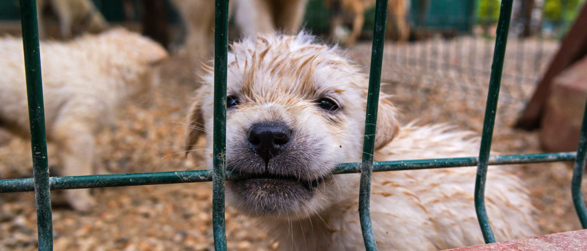 facebook shutting down animal breeder pages