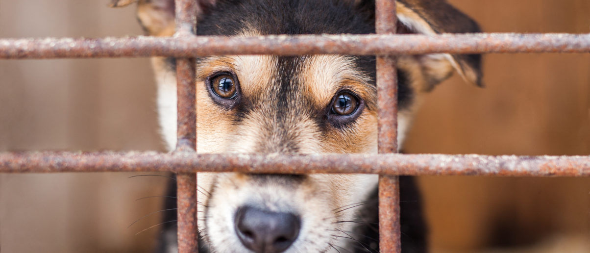 Animal Legal Defense Fund Announces Resolution of Lawsuit Against ...