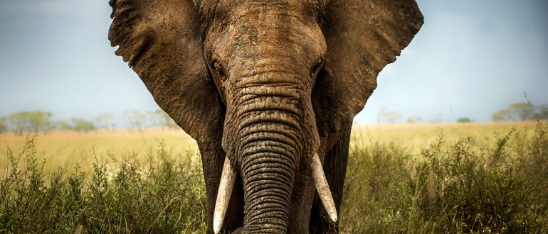 Madras High Court Uses Child Custody Approach to Resolve Dispute Over ...