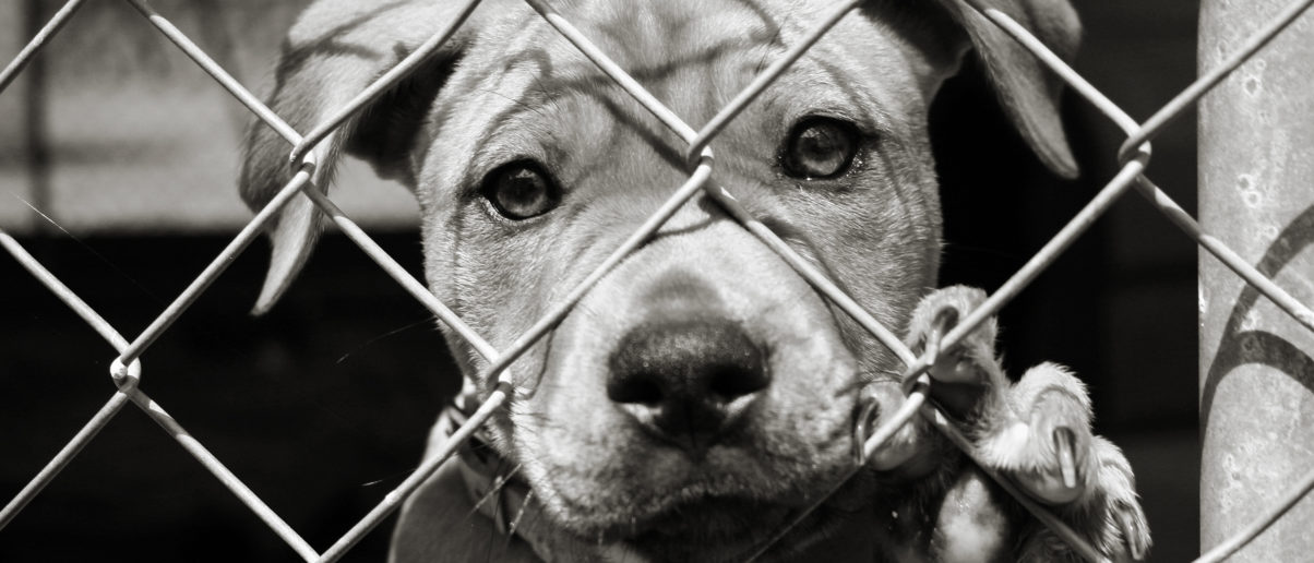 New Michigan Law Empowers Animal Shelters to Deny Adoptions to Convicted Animal Abusers Animal