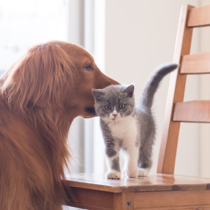 Animals' Legal Status Animal Legal Defense Fund