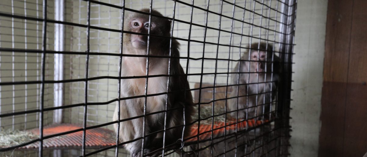 Monkeys Rescued from Squalid Roadside Zoo Arrive at Born Free USA