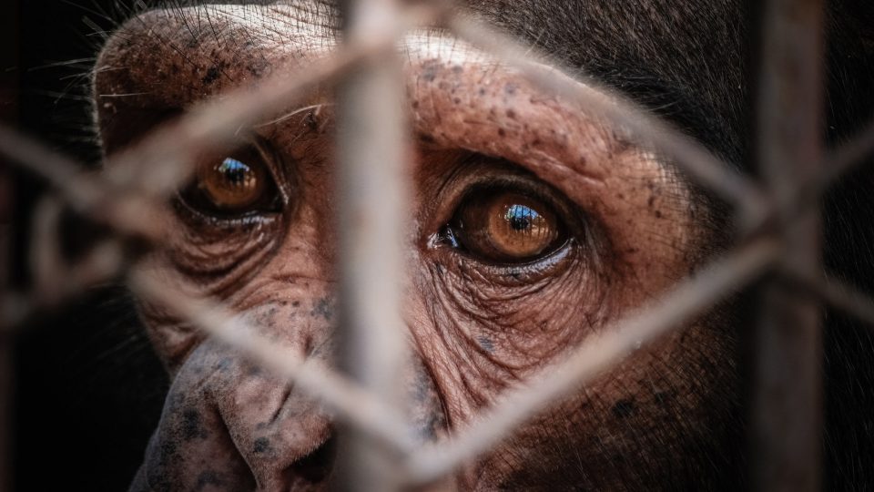 Monkeys Rescued from Squalid Roadside Zoo Arrive at Born Free USA ...
