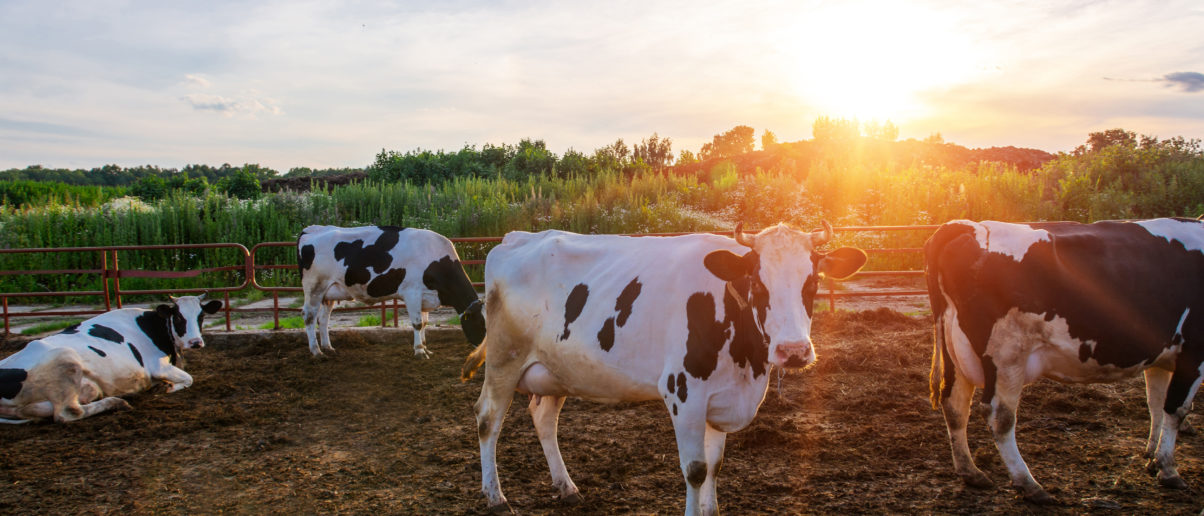 Cows Rights Animal Rights 101, Continued - Animal Legal Defense Fund