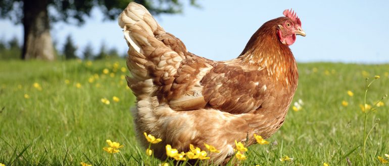 upgrading-standards-for-hens-used-by-the-egg-industry-massachusetts