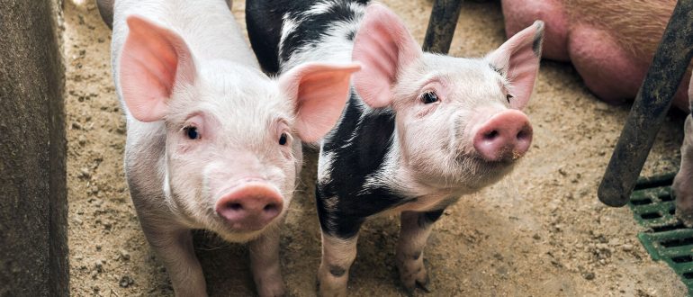 Though Ruled Unconstitutional, Industry Continues Pushing Ag-Gag Laws: Updates in North Carolina ...