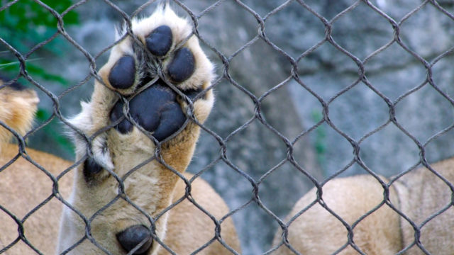 Animaland Zoological Park - Animal Legal Defense Fund