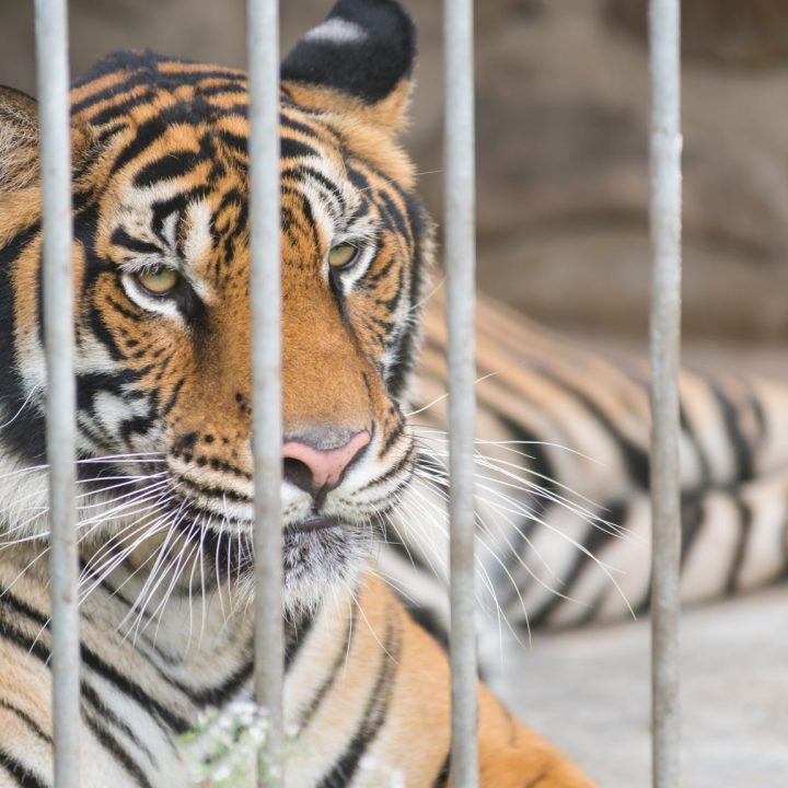 Animal Legal Defense Fund - The Legal Voice for All Animals