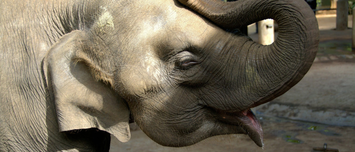 California Becomes Second U.S. State to Ban Bullhooks - Animal Legal ...