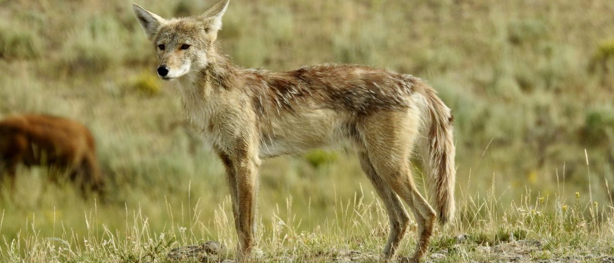 Oregon: Help Ban Coyote Killing Contests - Animal Legal Defense Fund