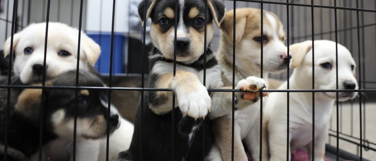 Court Orders Fraudulent Puppy Traffickers to Cease Selling Animals