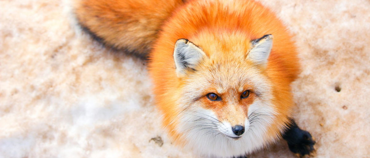 Berkeley, California, Becomes Second U.S. City to Ban Sale of Fur