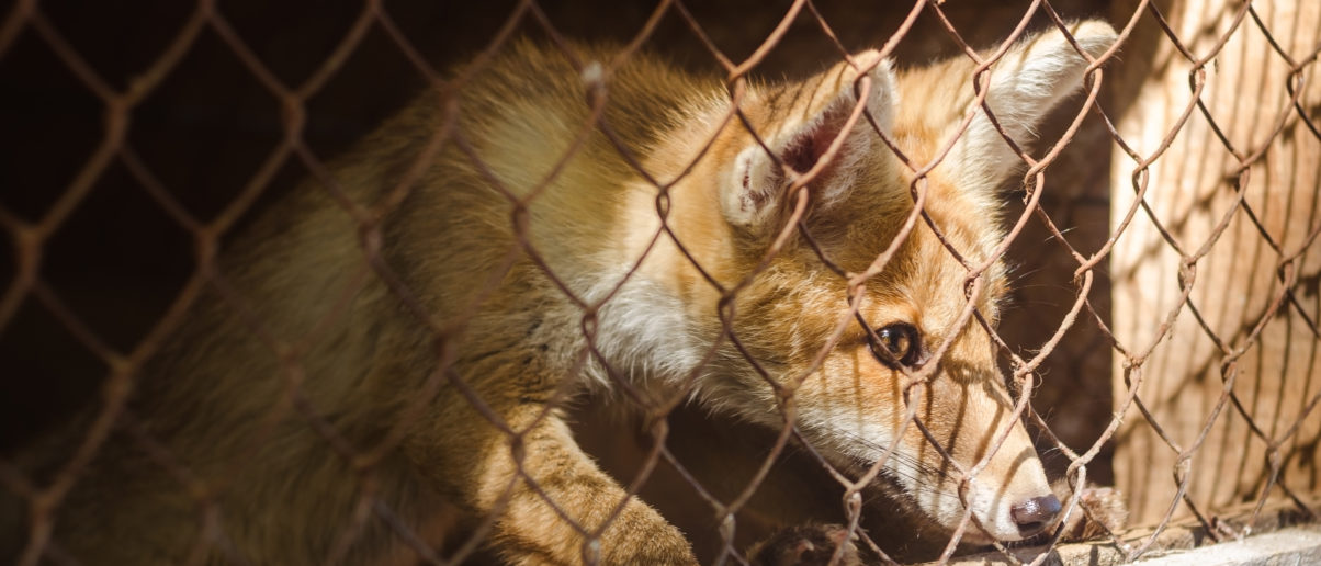 san-francisco-fur-ban-stands-after-appeal-is-dropped-animal-legal