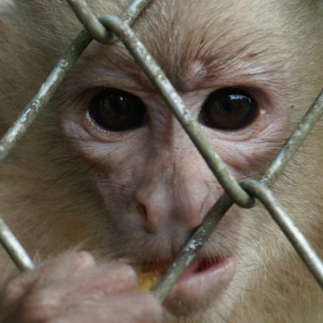 Animal Legal Defense Fund - The Legal Voice for All Animals