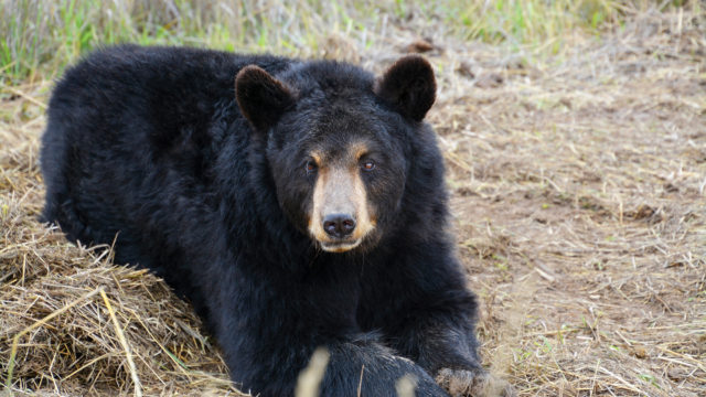 New Jersey: Bears Need Protection - Animal Legal Defense Fund