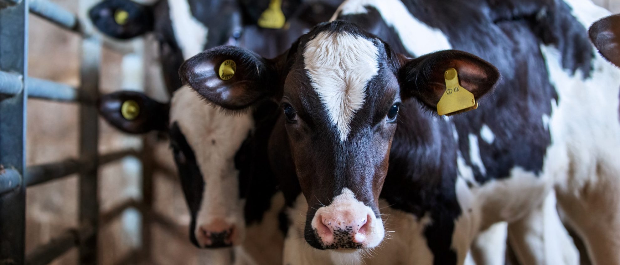 Oppose The EATS Act Would Undermine State Farmed Animal Protection