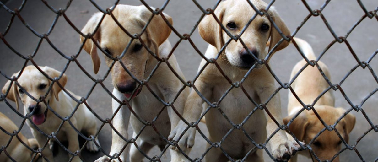 RICO Lawsuit Filed Against Puppy Mill Broker JAKS Puppies and Its Ring ...